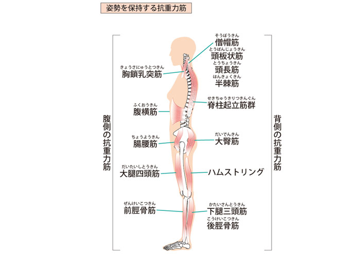 抗重力筋「背中・腹筋・お尻・太もも・ふくらはぎ」の筋肉を使って、立つ姿勢を維持している